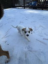 Buddy