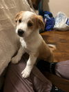 Buddy