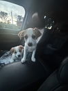 Buddy