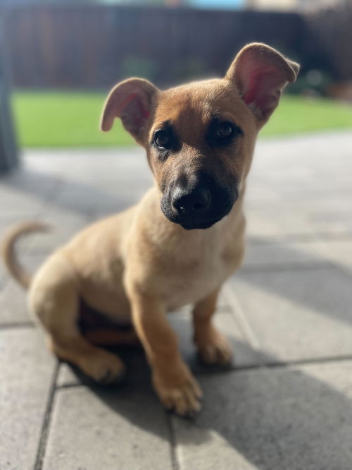 Oso