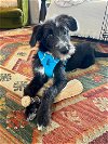 adoptable Dog in san diego, CA named Alana