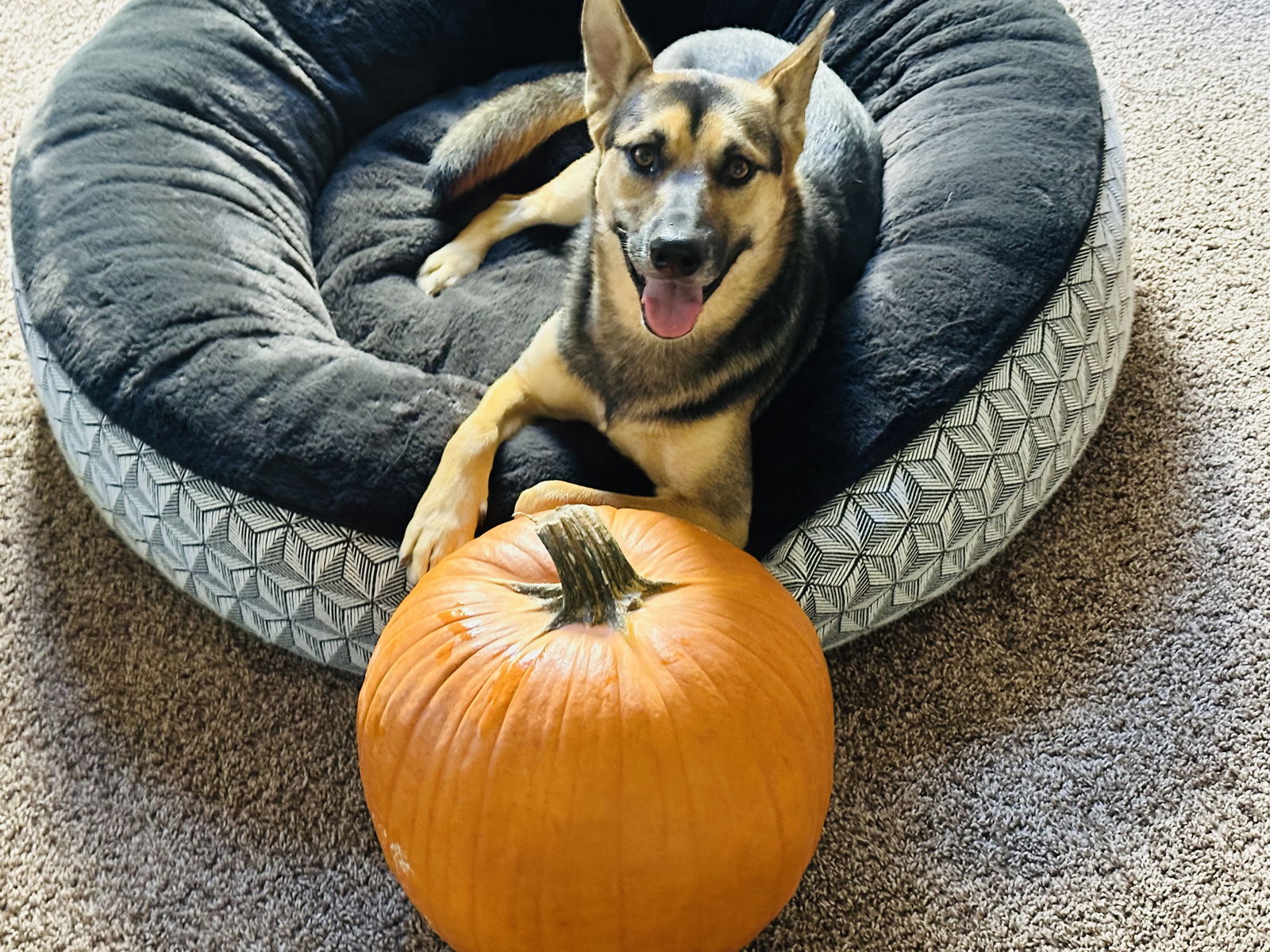 adoptable Dog in San Diego, CA named Maxxie