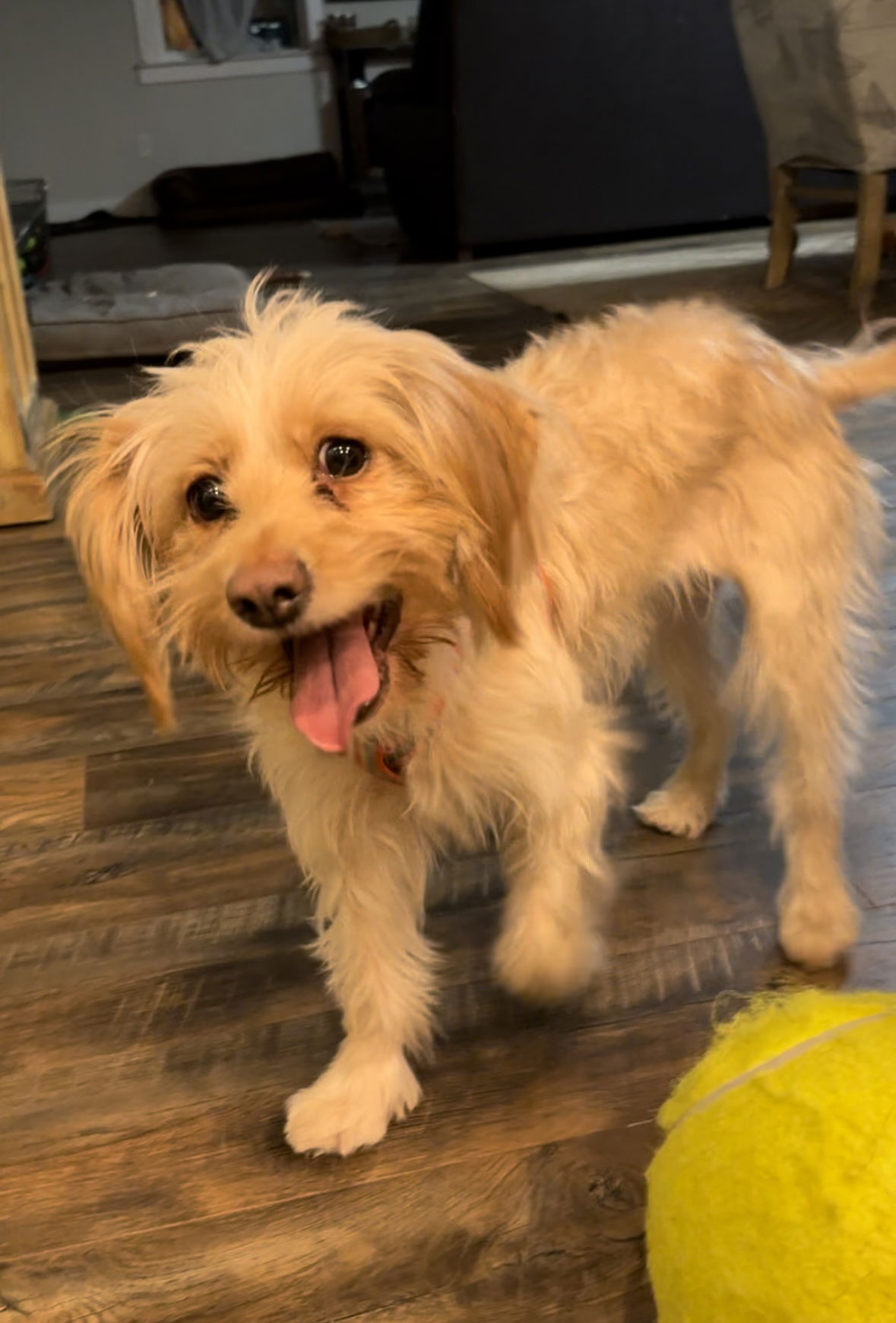 adoptable Dog in San Diego, CA named Blonde