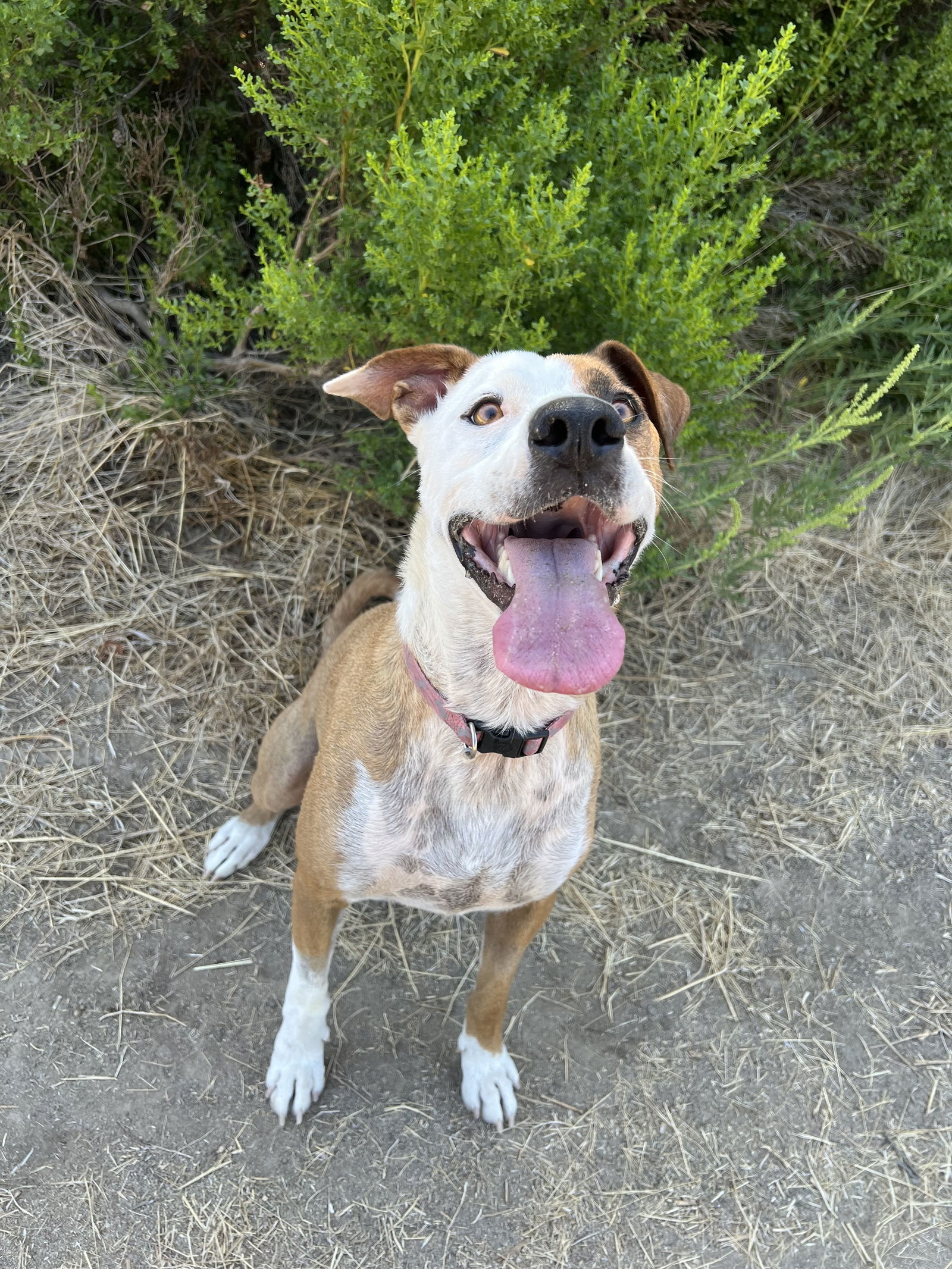 adoptable Dog in San Diego, CA named TJ