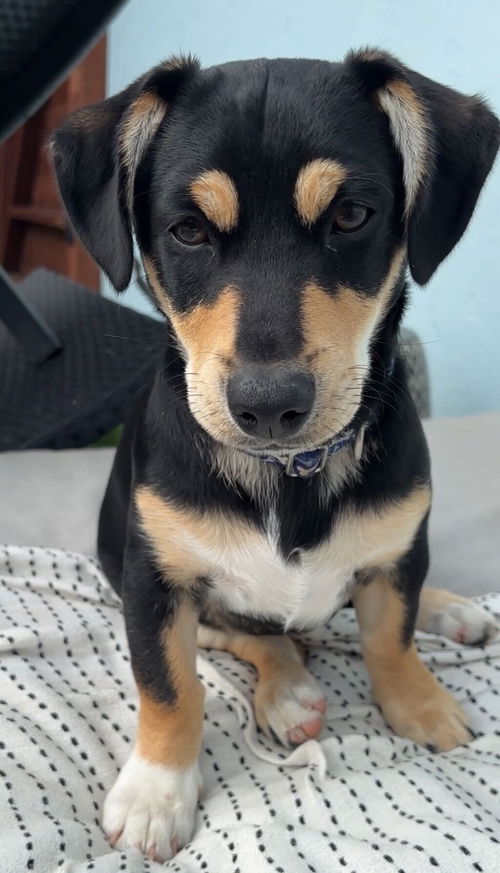 Frank