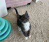 Leonard Meowington