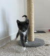 Leonard Meowington