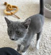 Leonard Meowington