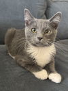 Leonard Meowington