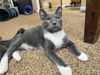Leonard Meowington
