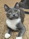 Leonard Meowington