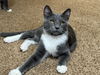 Leonard Meowington