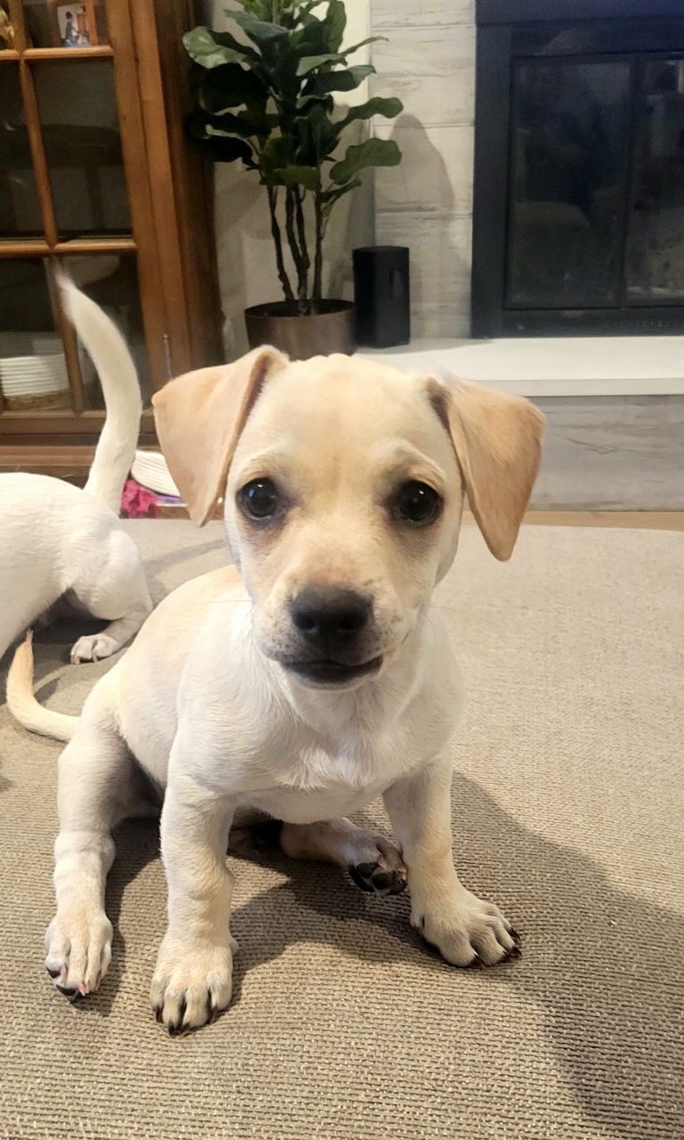 adoptable Dog in San Diego, CA named Aspen