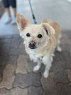 adoptable Dog in San Diego, CA named Evie