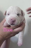 Dixie