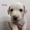 Dixie