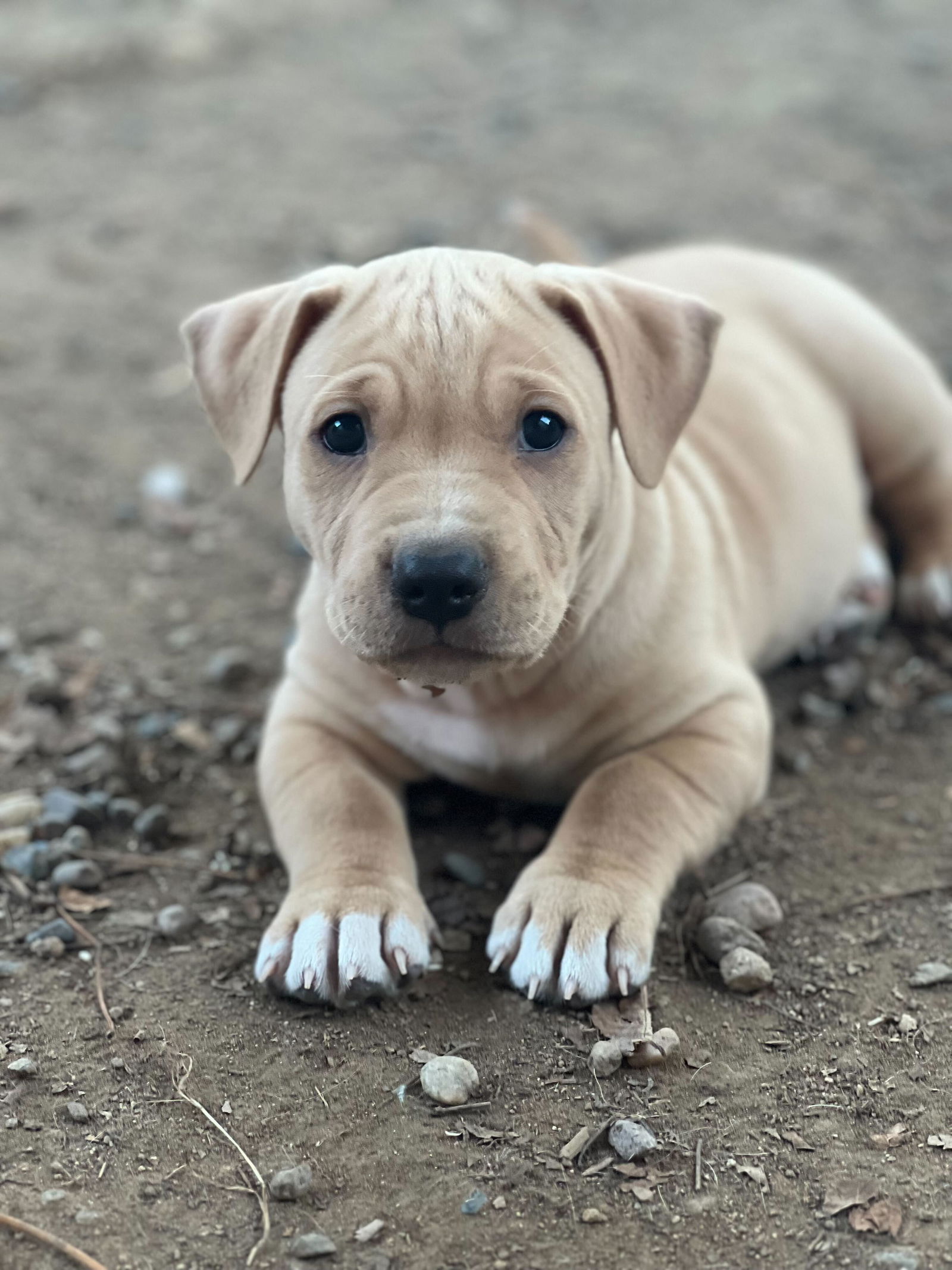 adoptable Dog in San Diego, CA named Beau