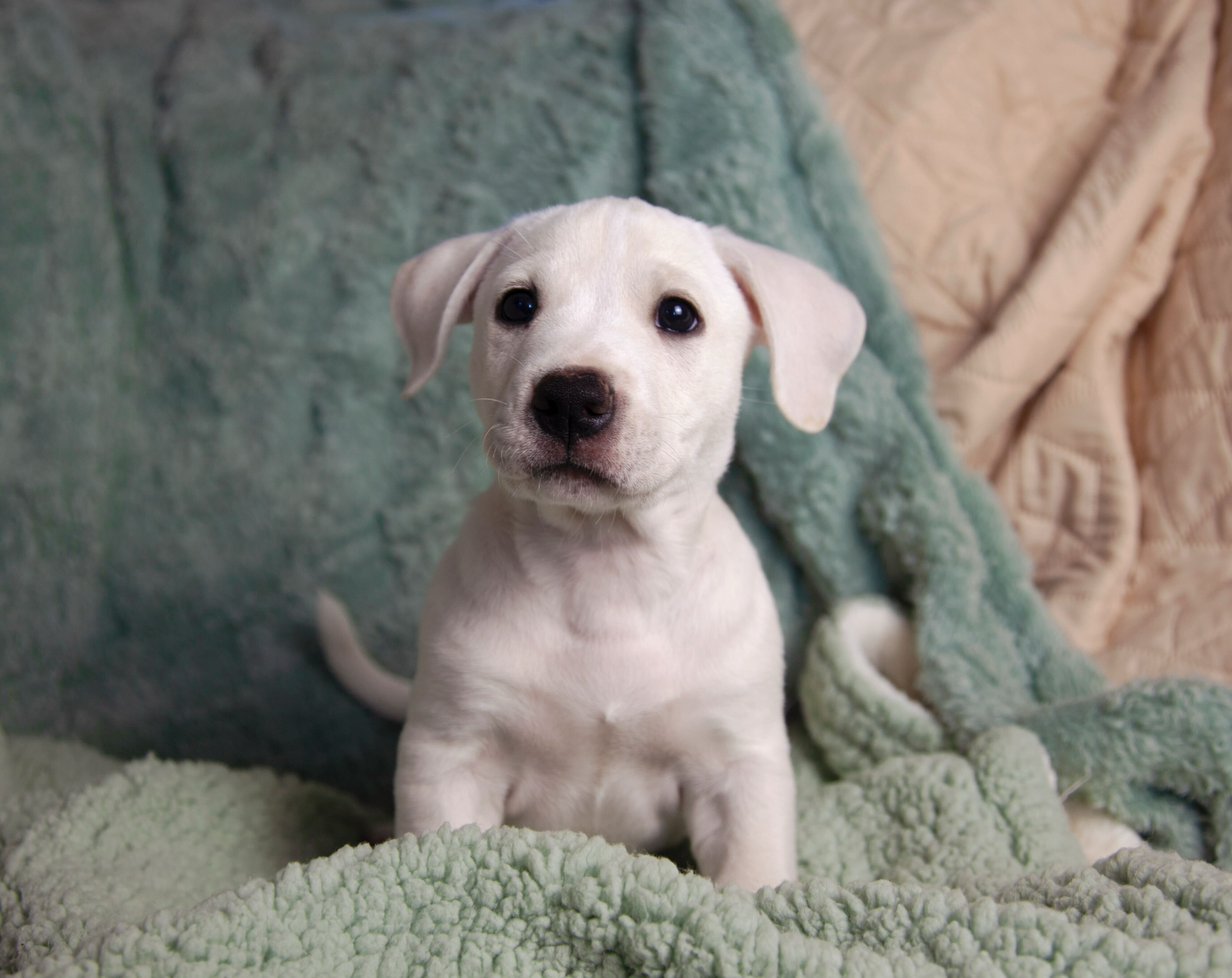 adoptable Dog in San Diego, CA named Beckett