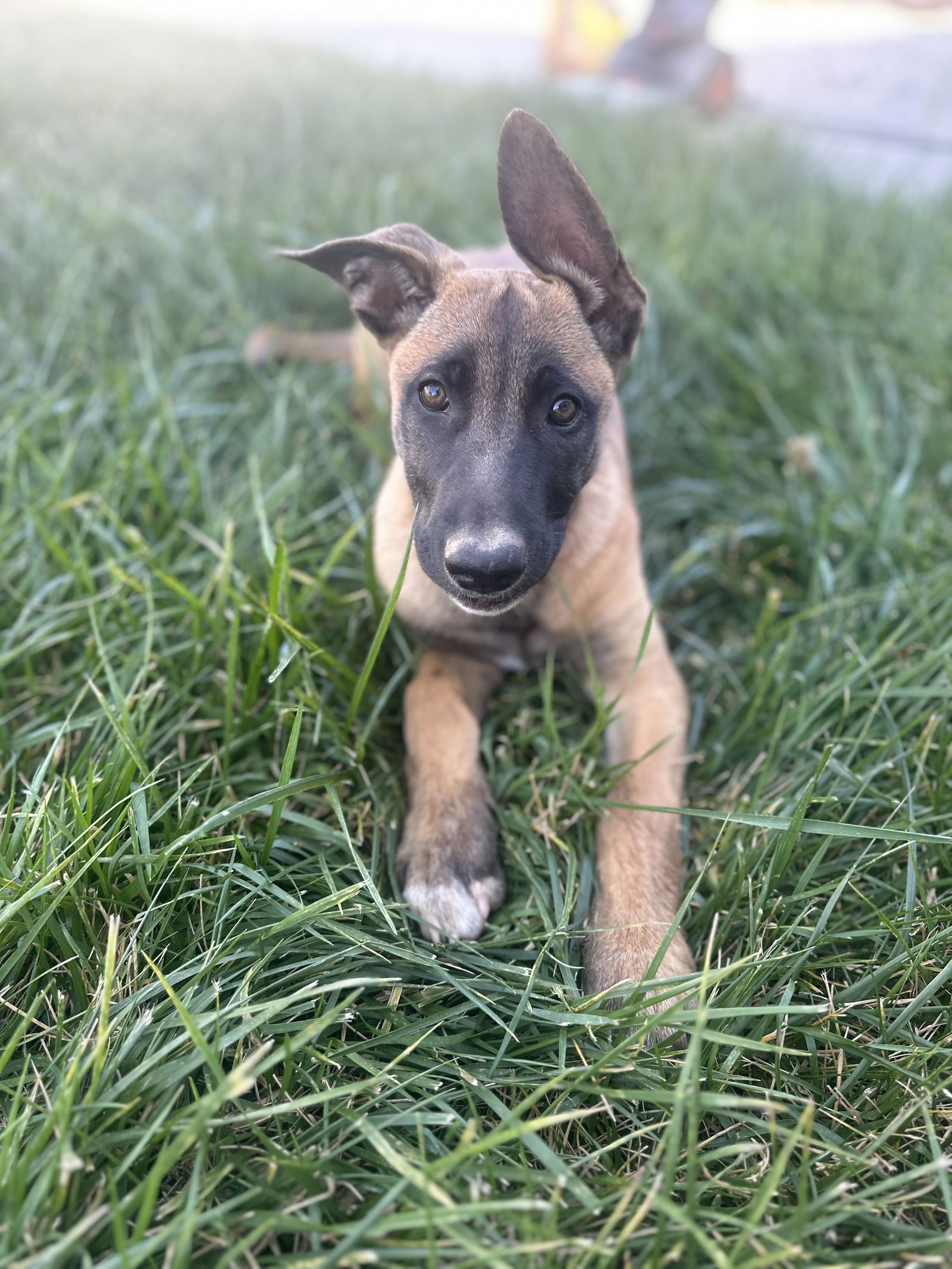 adoptable Dog in San Diego, CA named Magnolia