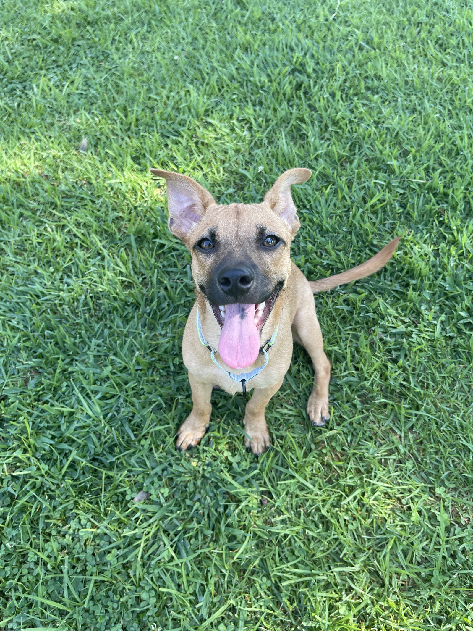 adoptable Dog in San Diego, CA named Luna