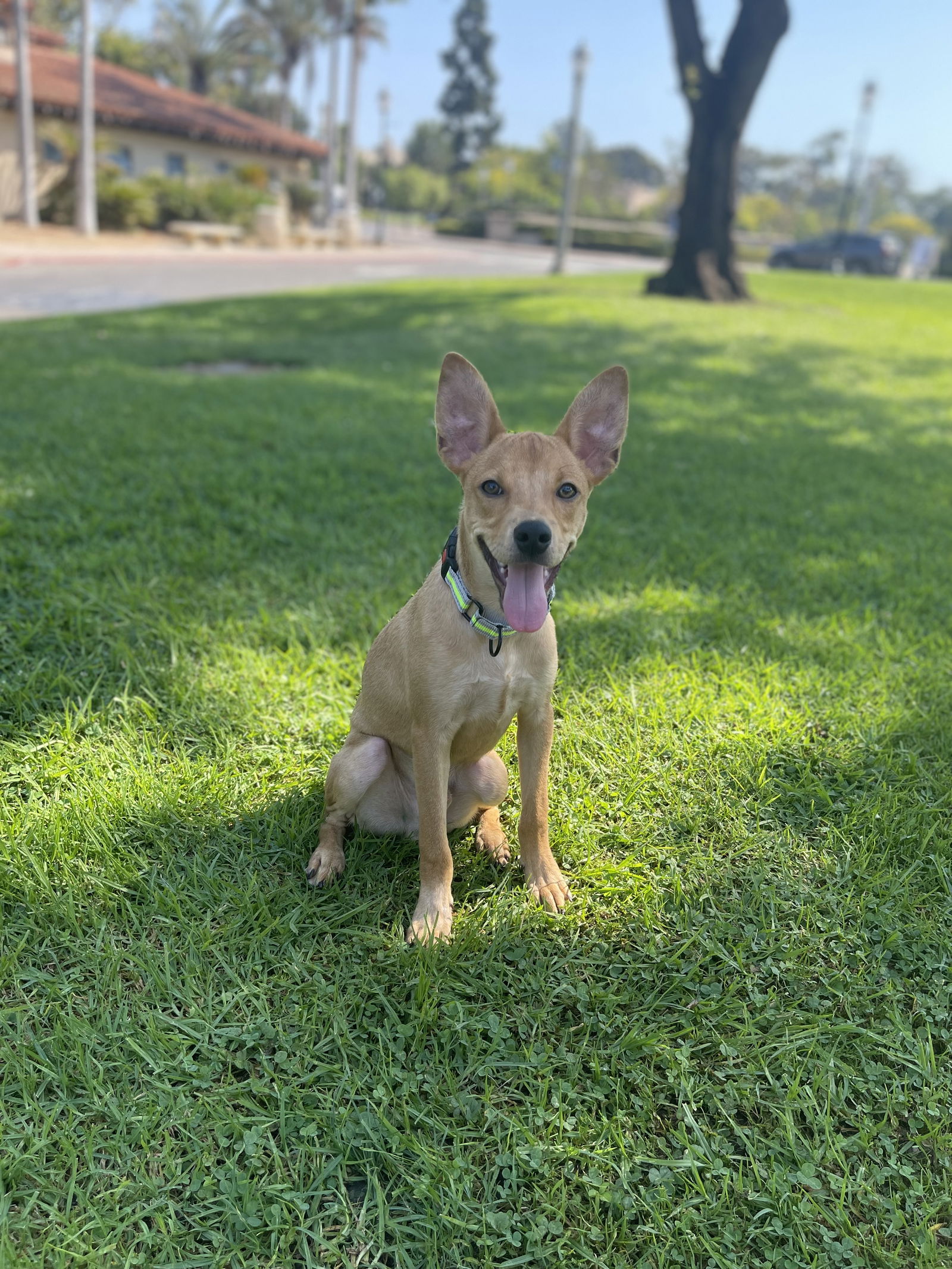 adoptable Dog in San Diego, CA named Milo