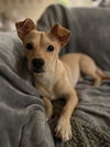 adoptable Dog in San Diego, CA named Hughie