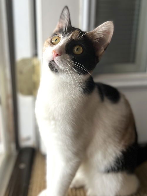 Freya