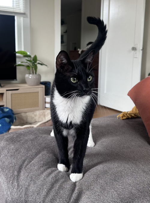 picture of the cat needing adoption