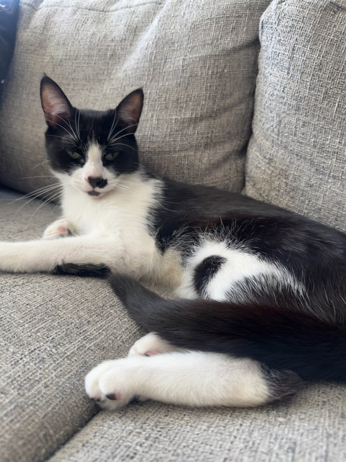 picture of the cat needing adoption