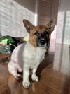 Skipper