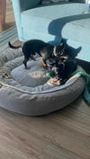 Finnigan