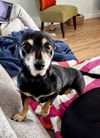 Finnigan