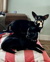 Finnigan