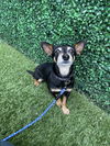 Finnigan