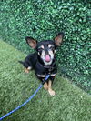Finnigan