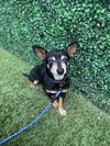 Finnigan