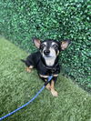 Finnigan