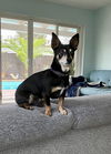 Finnigan