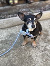 Finnigan
