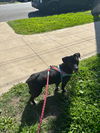 Tessie