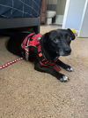 Tessie