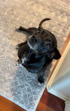 Tessie