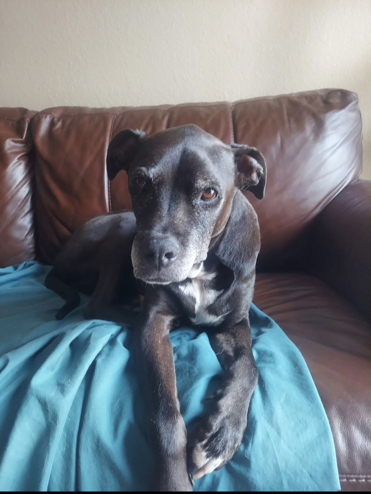 adoptable Dog in San Diego, CA named Skippy