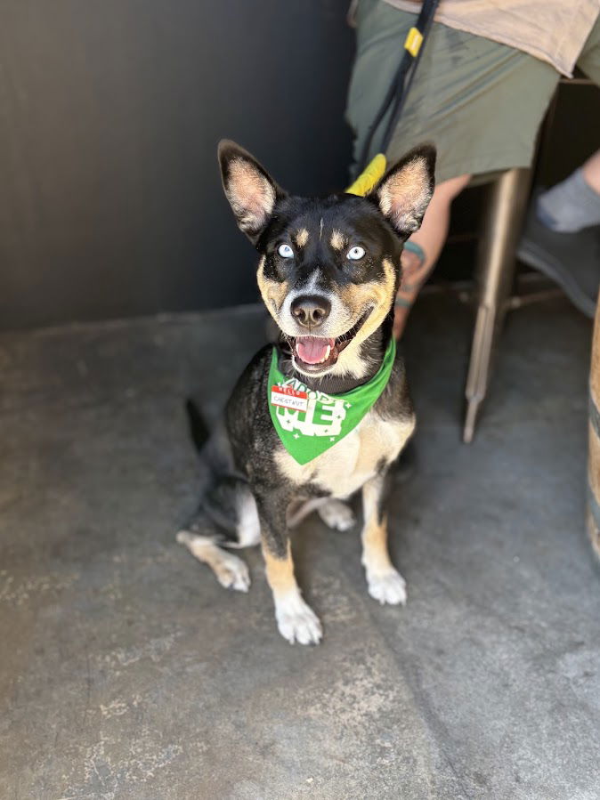 adoptable Dog in San Diego, CA named Chestnut