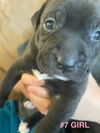 Pepper