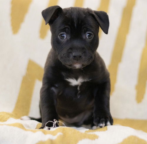 Pepper