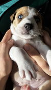 Peanut
