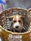 Peanut
