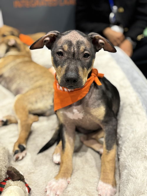 picture of the dog needing adoption