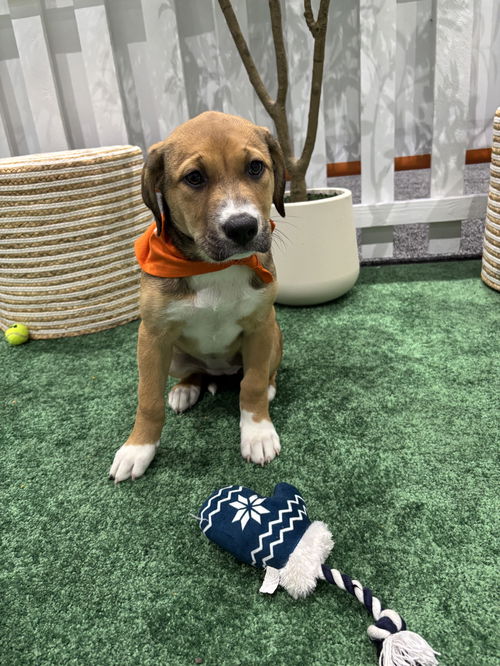 picture of the dog needing adoption